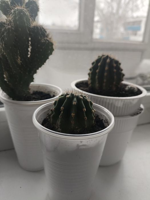 Кактус. Комнатное растение.