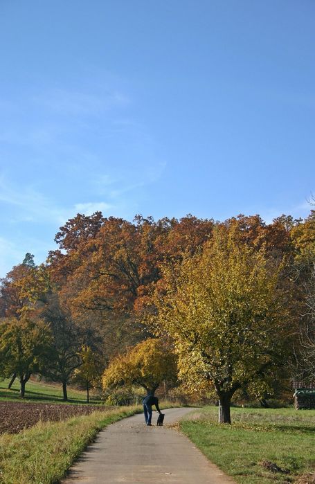 Plimbam câini in Deva