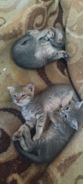 Котята красивые Шотландские