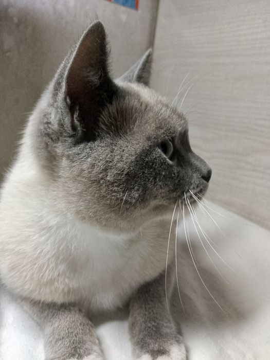 Кот и кошка в добрые руки