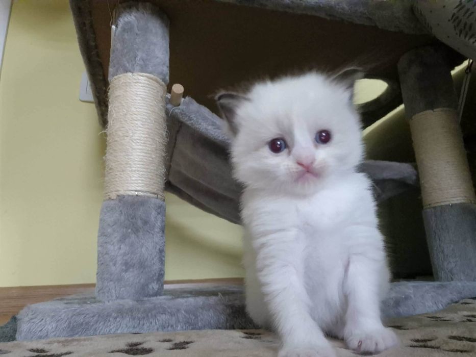 Ragdoll Cats / Регдол Котенца