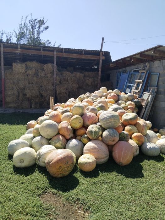 Продам тыкву кормовая