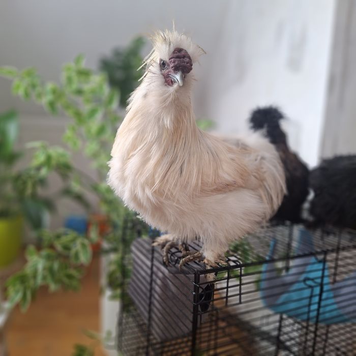 Китайские шёлковые куры