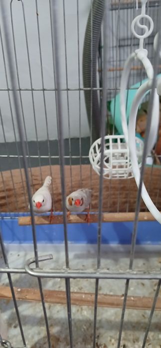 Амадины зебровые пара