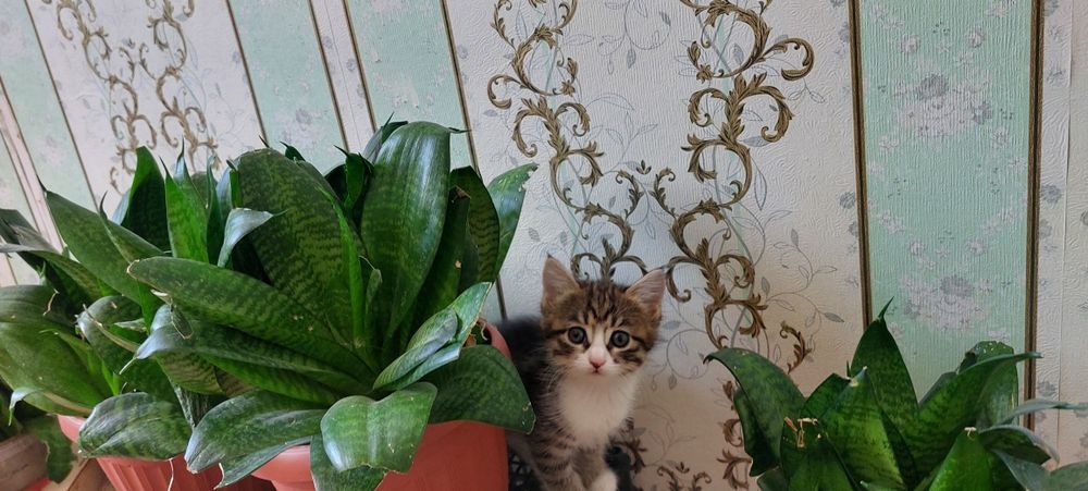 Мысыктын балдары