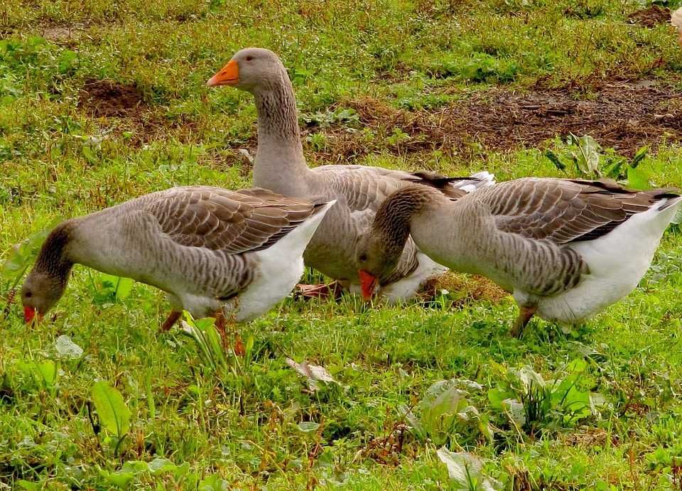 Сиви Гъски - с.Трайково общ.Лом