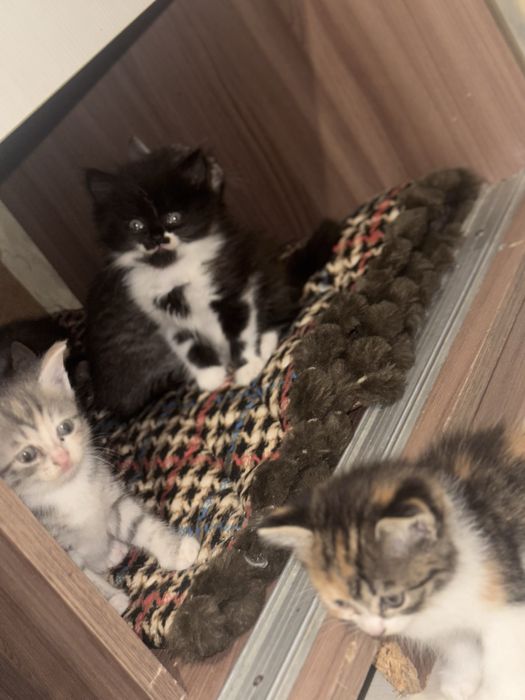 Котята бесплатно