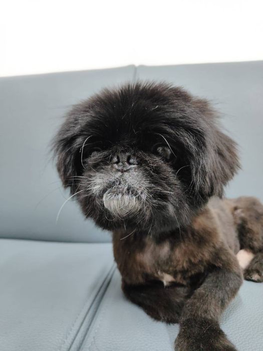 Пекинес Краш ищет семью! Читайте текст!