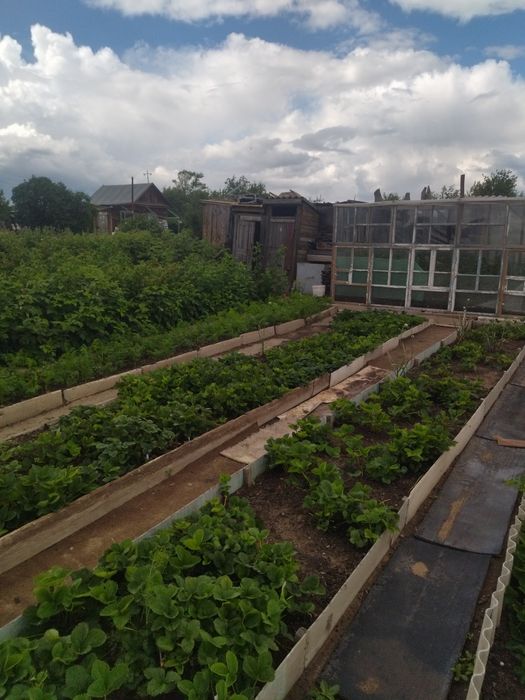 Дача в обществе Ромашка