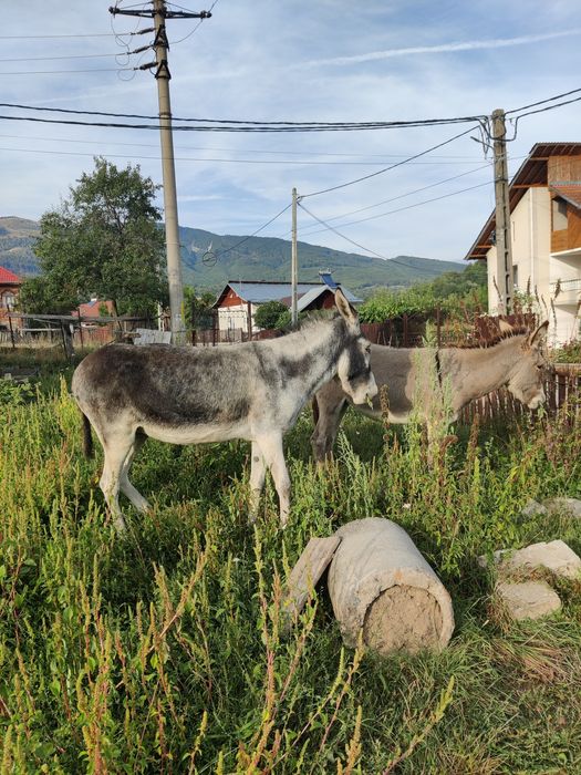 Vand 2 magarite gestante