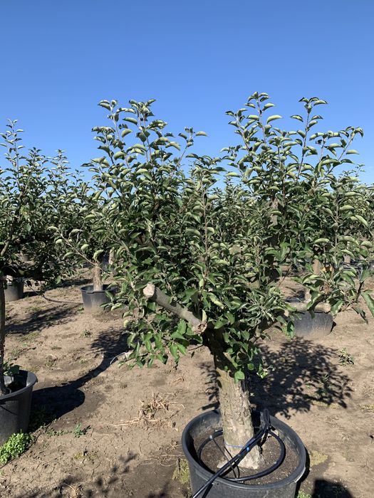 Meri Florina la ghiveci