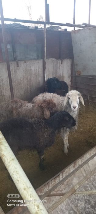 Қой сатылыды семіз