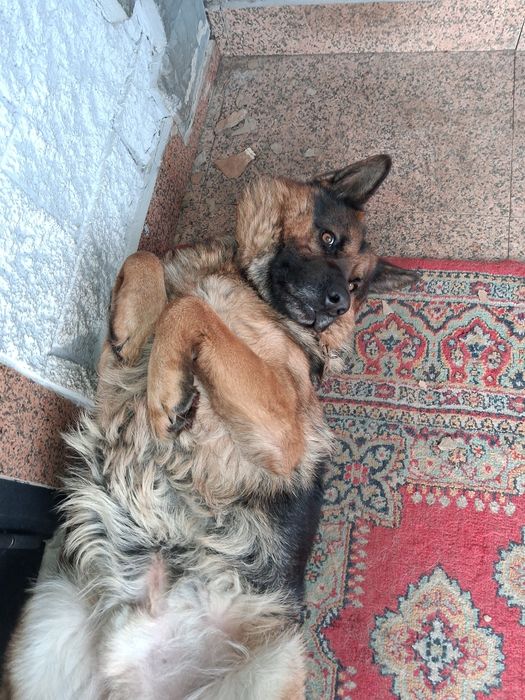 Помогите найти пса по кличке барсик , на правом берегу Астаны за 10ка