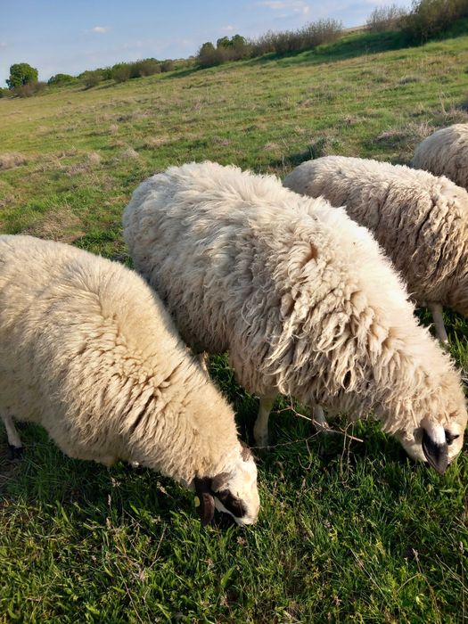 Селскостопански животни-овце