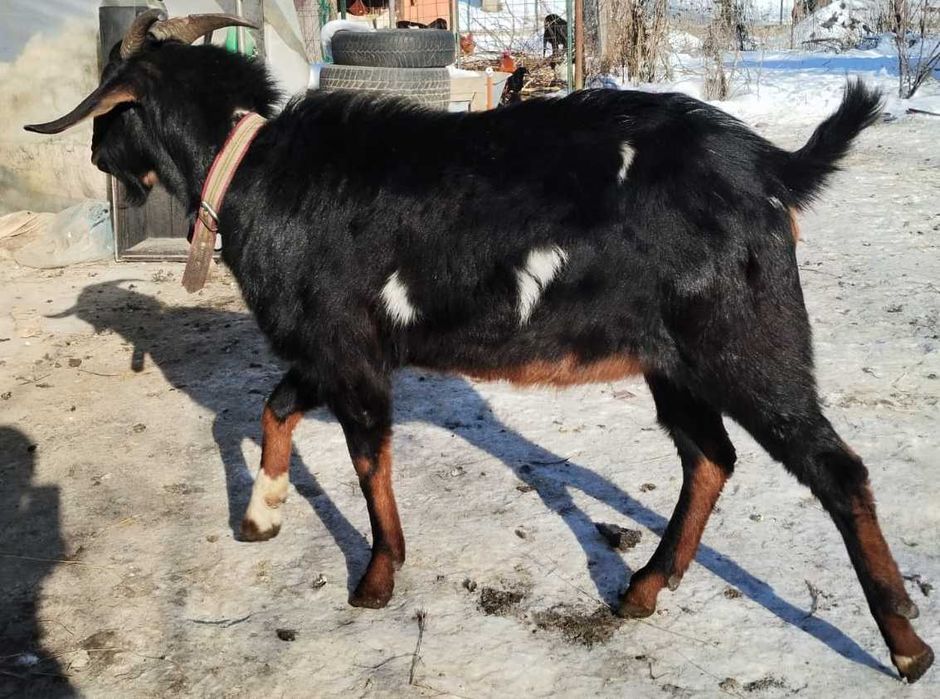 Tap tânăr alpino - nubian