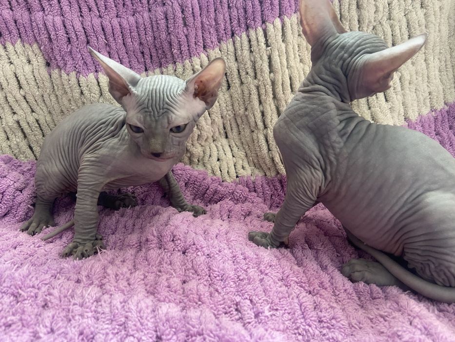 Два лысых котёнка сфинкса, мальчики