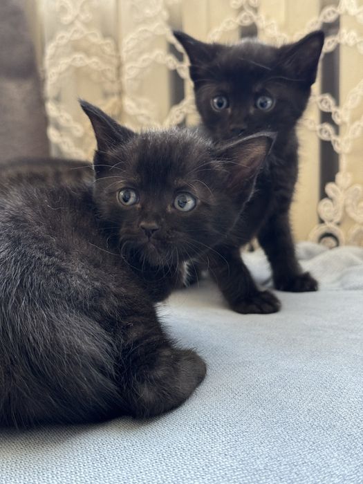 Отдам котят в добрые  руки! В дар!