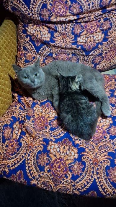 Mushuk bolasi bilan birga sotiladi