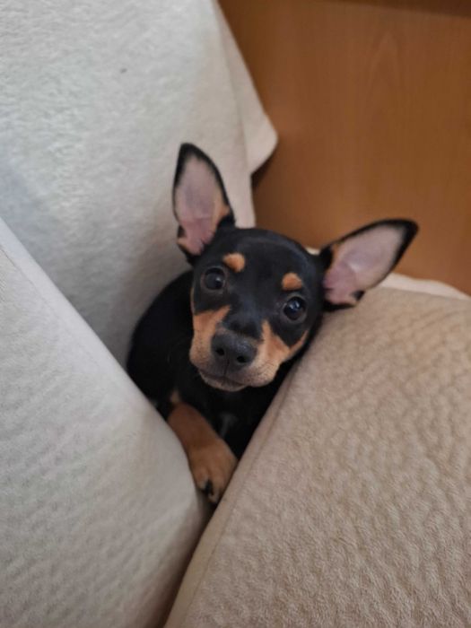 Подарявам Кученце