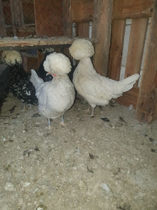 Vand motata olandeza.