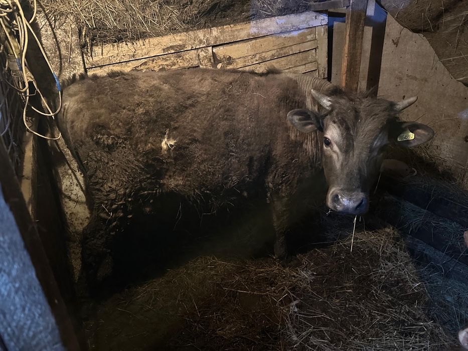 продам 3 бычка и 1 телочку