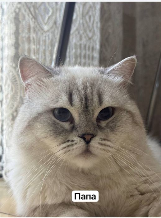 Котята ( очаровательный британец котенок ) . Скоттиш страйт