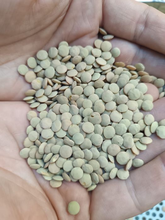 Пшеница.Платный чат!Все корма.