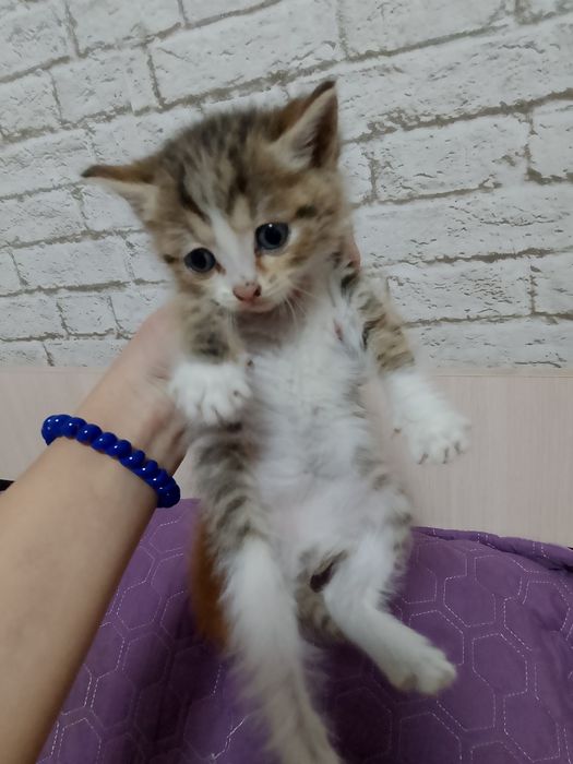 Отдаем бесплатно