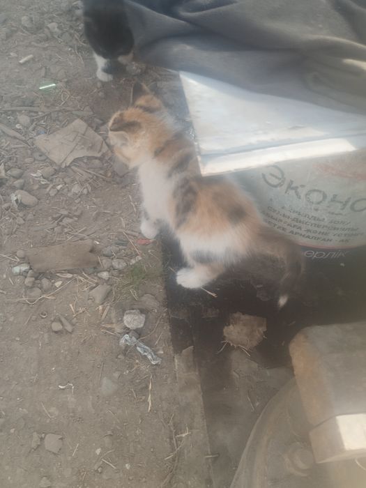 Отдам котенка девочка