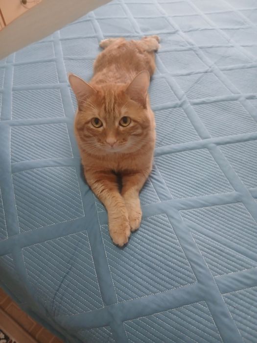Добрый ласковый котик.