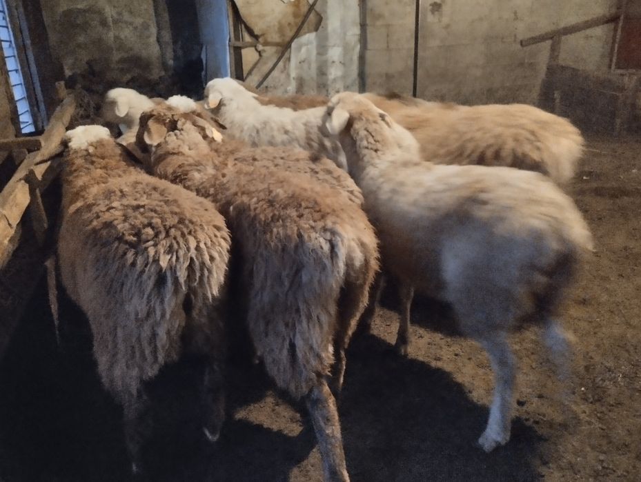 Бараны , токты , кой