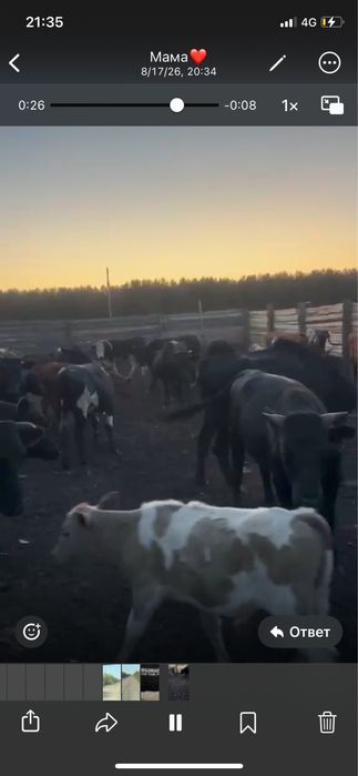 Продам крс любой возраст