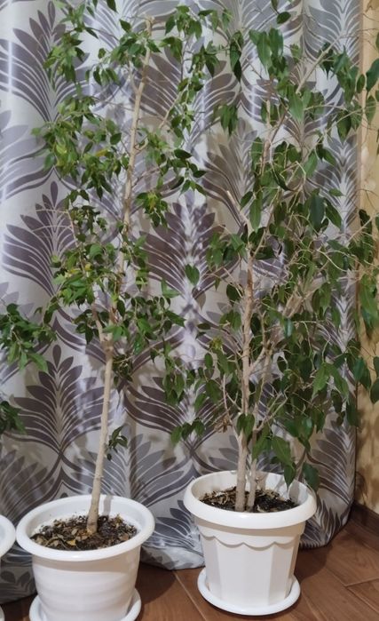 Комнатные растение