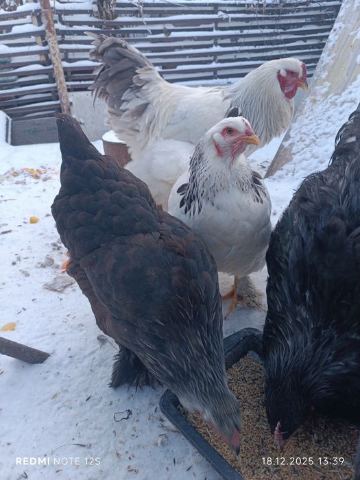 Продаю курей кохинхинов