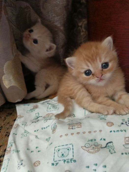 Продам котят породистых