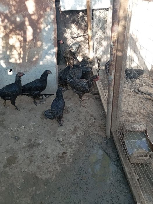 продам цыплят