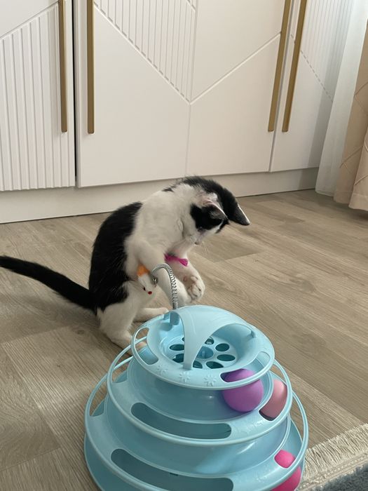 Отдам котенка в добрые руки