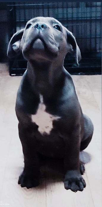 Кане Корсо  Итальянской мастиф