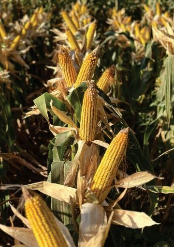 Высокоурожайные гибриды кукурузы из каталога США, Европы в Узбекистане