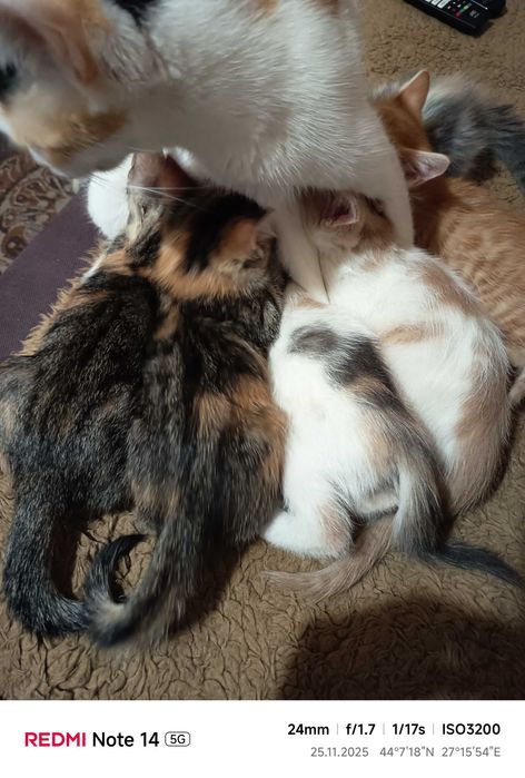 Подарявам малки котета