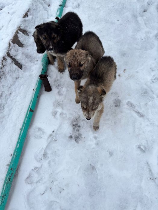 Ищем дом для щенят