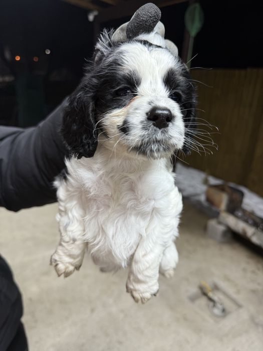 Щенок русский спаниель .