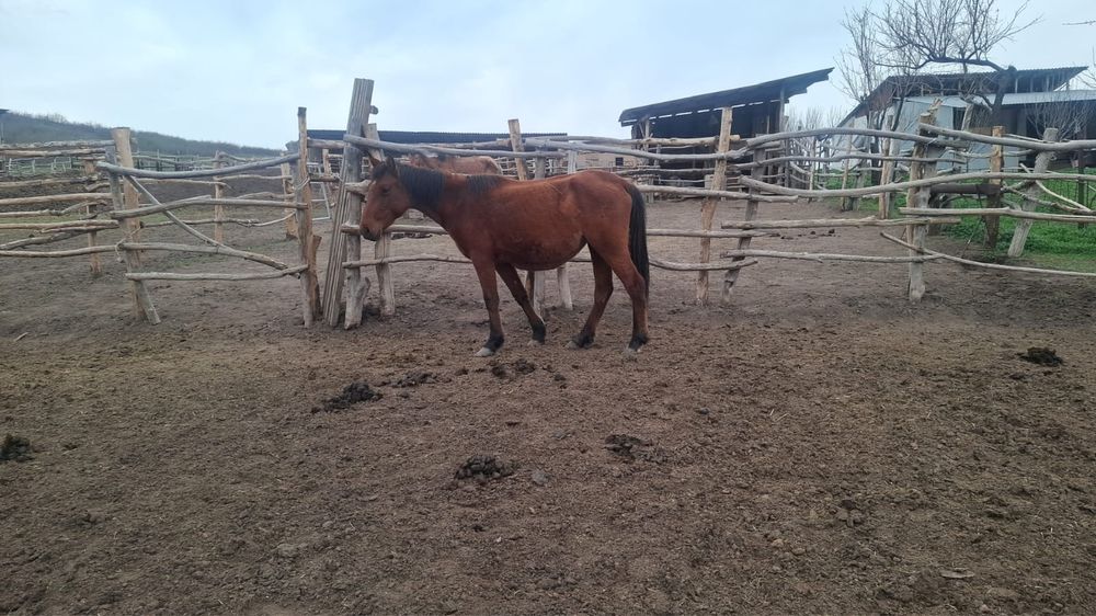 Буаз байталдар  .