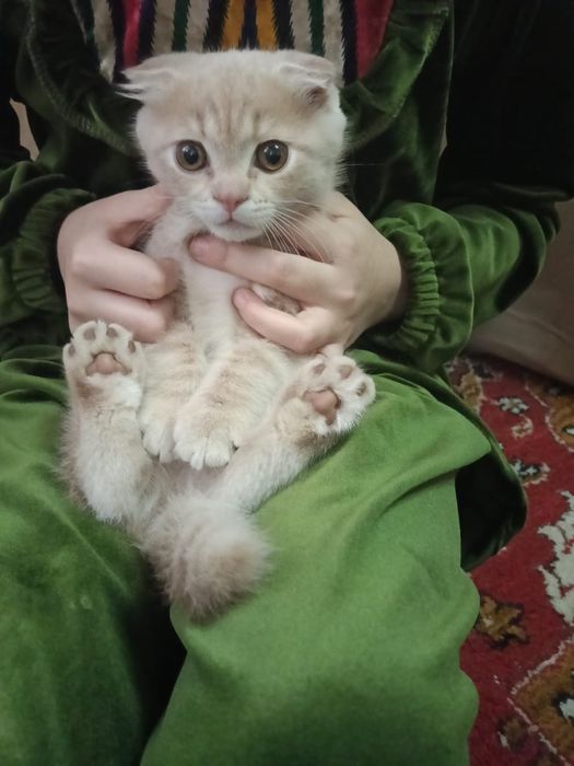 Шатланский Визловуха