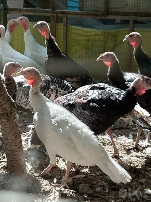 Продаются индюки