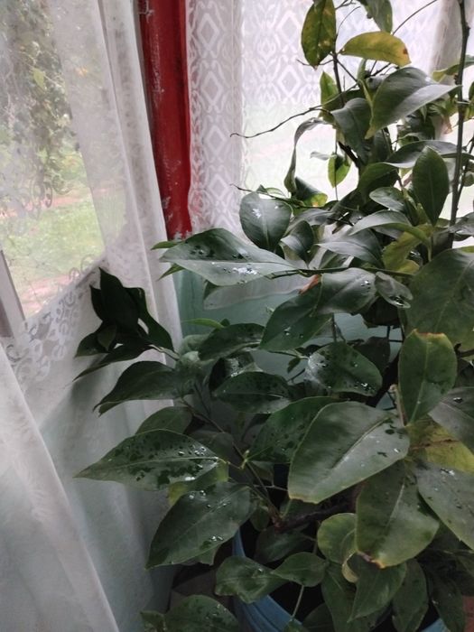 Lămâie altoiți 2 tulpini