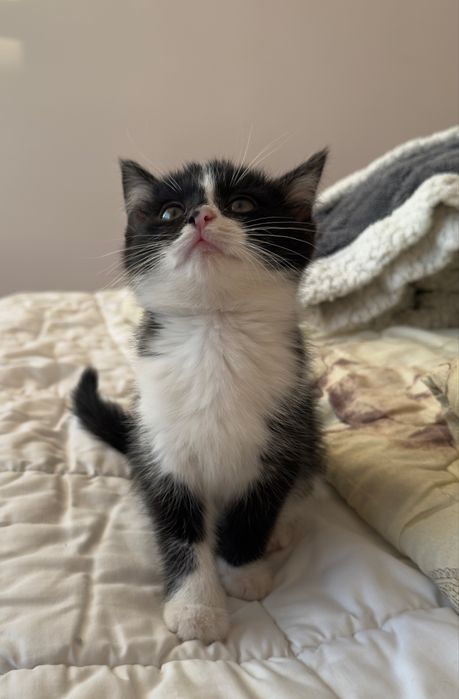 Кота отдам даром