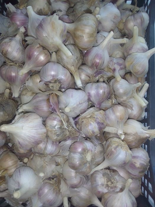 Продам чеснок некрупный.