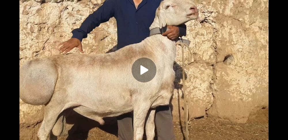 Авғон қучқор элита