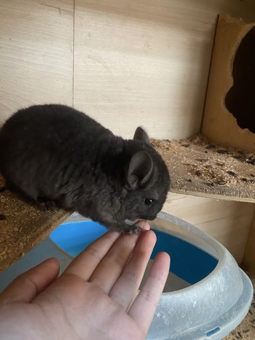 Шиншиллы шиншилла